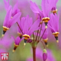 Dodecatheon Meadia