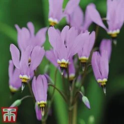 Dodecatheon Meadia -NAOMI Plant Shop dod7
