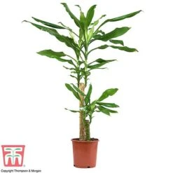 Dracaena Fragrans (House Plant) -NAOMI Plant Shop dracaena1