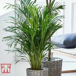 Bamboo Palm -NAOMI Plant Shop dyps3