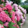 Hydrangea Macrophylla 'Early Pink'