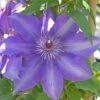 Clematis Edda&trade; Evipo074