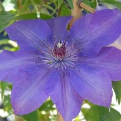 Clematis Edda&trade; Evipo074 -NAOMI Plant Shop edda2