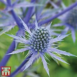 Everlasting Perennial Collection -NAOMI Plant Shop eryngium planum2