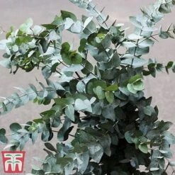 Eucalyptus Gunnii (Standard) -NAOMI Plant Shop euc gu