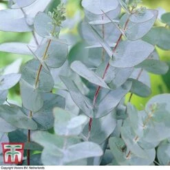 Eucalyptus Gunnii (Standard) -NAOMI Plant Shop euc gun
