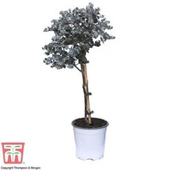 Eucalyptus Gunnii (Standard) -NAOMI Plant Shop euca