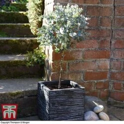Eucalyptus Gunnii (Standard) -NAOMI Plant Shop euca gun