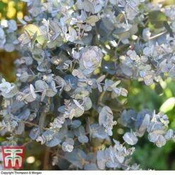 Eucalyptus Gunnii (Standard) -NAOMI Plant Shop euca gunn