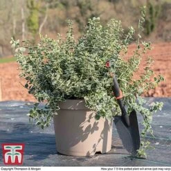 Euonymus Fortunei 'Emerald Gaiety' -NAOMI Plant Shop euon gai