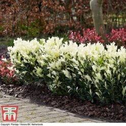 Euonymus Japonicus 'Himalaya' -NAOMI Plant Shop euon hima4