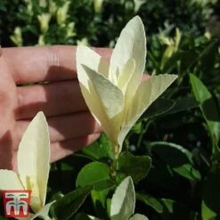 Euonymus Japonicus 'Himalaya' -NAOMI Plant Shop euon hima5