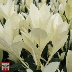 Euonymus Japonicus 'Himalaya' -NAOMI Plant Shop euon hima6