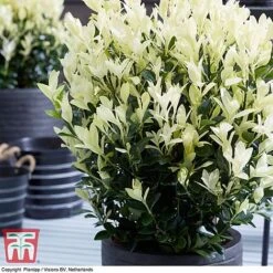 Euonymus Japonicus 'Himalaya' -NAOMI Plant Shop euon hima7