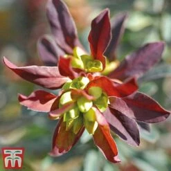 Euphorbia Amygdaloides 'Purpurea' -NAOMI Plant Shop euphor