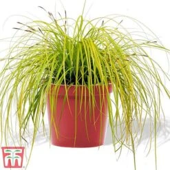 Carex Oshimensis 'Everillo' -NAOMI Plant Shop eve