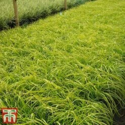 Carex Oshimensis 'Everillo' -NAOMI Plant Shop ever1