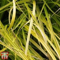 Carex Oshimensis 'Everillo' -NAOMI Plant Shop ever2