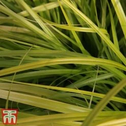 Carex Oshimensis 'Everillo' -NAOMI Plant Shop ever3