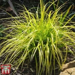 Carex Oshimensis 'Everillo' -NAOMI Plant Shop ever5
