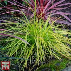 Carex Oshimensis 'Everillo' -NAOMI Plant Shop ever6
