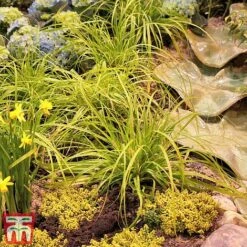 Carex Oshimensis 'Everillo' -NAOMI Plant Shop ever7