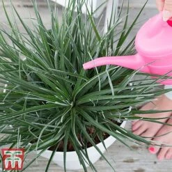 Fascicularia Bicolor -NAOMI Plant Shop fasc2