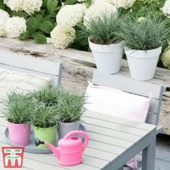 Fascicularia Bicolor -NAOMI Plant Shop fasc3