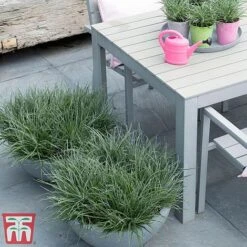 Fascicularia Bicolor -NAOMI Plant Shop fasc4