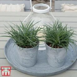 Fascicularia Bicolor -NAOMI Plant Shop fasc5