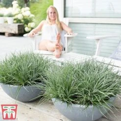 Fascicularia Bicolor -NAOMI Plant Shop fasc7