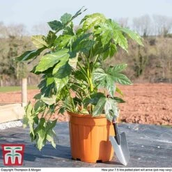 Fatsia Japonica -NAOMI Plant Shop fat jap