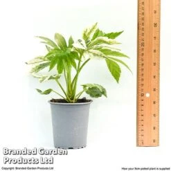 Fatsia Japonica 'Spiders Web' -NAOMI Plant Shop fatsia1