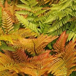 Fern Hardy Collection -NAOMI Plant Shop fern NOW1