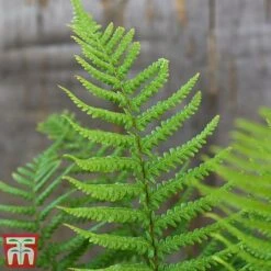 Dryopteris Affinis -NAOMI Plant Shop fern2