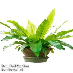 Asplenium Nidus -NAOMI Plant Shop fern8