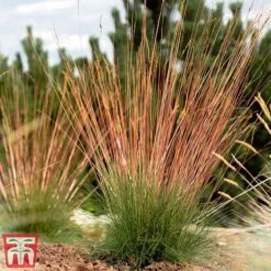 Festuca 'Sunrise' -NAOMI Plant Shop fest sun