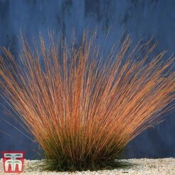 Festuca 'Sunrise' -NAOMI Plant Shop fest sun2