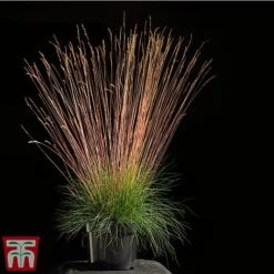 Festuca 'Sunrise' -NAOMI Plant Shop fest sun3