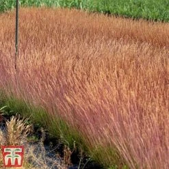 Festuca 'Sunrise' -NAOMI Plant Shop fest sun4