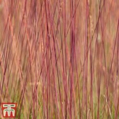 Festuca 'Sunrise' -NAOMI Plant Shop fest sun5