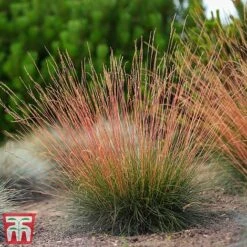 Festuca 'Sunrise' -NAOMI Plant Shop fest sun6