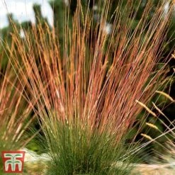 Festuca 'Sunrise' -NAOMI Plant Shop fest sun7