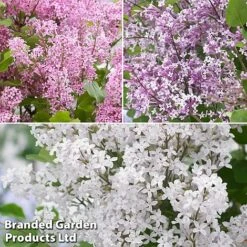 Syringa Flowerfesta® Collection -NAOMI Plant Shop fftio1
