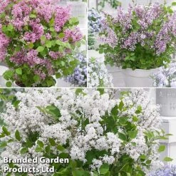 Syringa Flowerfesta® Collection -NAOMI Plant Shop fftio2