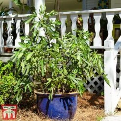 Fig 'Little Miss Figgy' 10 Fig 'Little Miss Figgy' -NAOMI Plant Shop fig little