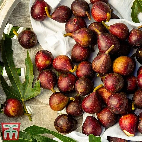 Fig 'Little Miss Figgy' 2 Fig 'Little Miss Figgy' - Image 2