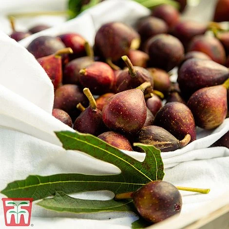 Fig 'Little Miss Figgy' 5 Fig 'Little Miss Figgy' - Image 5