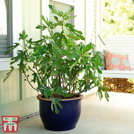 Fig 'Little Miss Figgy' 1 Fig 'Little Miss Figgy'