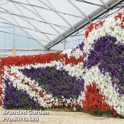 Petunia 'Easy Wave Union Jack Mix'